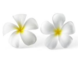 Frangipani-Blume isoliert auf weiß foto