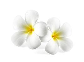 Frangipani-Blume isoliert auf weiß foto