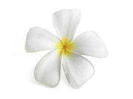 Frangipani-Blume isoliert auf weiß foto