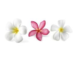 Frangipani-Blume isoliert auf weiß foto