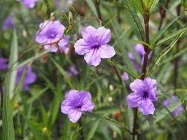 waterkanon, watrakanu, minnieroot, iron root, fieberroot, popping pod, cracker plant, trai-no, toi ting acanthaceae, britton wild, mexican bluebell, petunia violet flower garden nature background foto