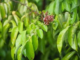 karambole blume obst natur hintergrund foto