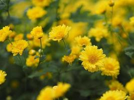 chrysantheme indicum wissenschaftlicher name dendranthema morifolium, flavonoide, nahaufnahmepollen der gelben blume, die im garten auf verschwommenem naturhintergrund blüht foto