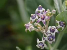 Kronenblume, Calotropis gigantea, Apocynaceae, Asclepiadoideae Fünf Kelchblätter, deren Zapfen miteinander verbunden sind, haben eine dunkle und weiche violette Farbe