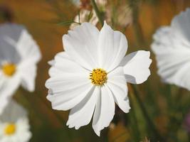 weiße farbe blume, schwefelkosmos, mexikanische asterblumen blühen wunderschön frühling im garten, verschwommen vom naturhintergrund foto