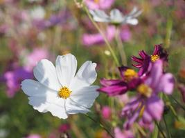 weiße farbe blume, schwefelkosmos, mexikanische asterblumen blühen wunderschön frühling im garten, verschwommen vom naturhintergrund foto