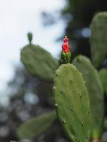Der grüne Stamm des Kaktusbaums hat scharfe Spitzen mit blühenden Blumen foto