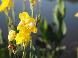 Indischer Schuss der gelben Farbe Blume, Indien-Kurzpflanze, Indien-Trieb, Butsarana, Cannas, Canna-Lilie, Canna Indica, Cannaceae, blühend als Bouque im Gartennaturhintergrund foto