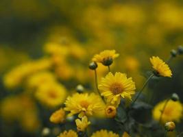 chrysantheme indicum wissenschaftlicher name dendranthema morifolium, flavonoide, nahaufnahmepollen der gelben blume, die im garten auf verschwommenem naturhintergrund blüht foto