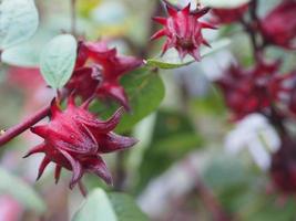 roselle hibiscus sabdariffa rote fruchtblume, die im garten auf verschwommenem naturhintergrund blüht, selektiver fokus. foto