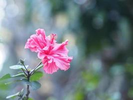 Schuhblume schöne rosafarbene Blume, die im Garten blüht, verschwommen vom Naturhintergrund, Hibiskus rosa sinensis, Hibiskus, Malvaceae foto