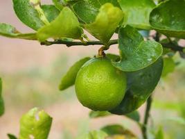 zitrone auf dem baum verschwommen von naturhintergrund, pflanze sauer schmecken obst foto