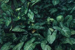 dunkelgrüne Blätter Naturhintergrund foto
