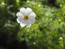 weiße farbe blume, schwefelkosmos, mexikanische asterblumen blühen wunderschön frühling im garten, verschwommen vom naturhintergrund foto