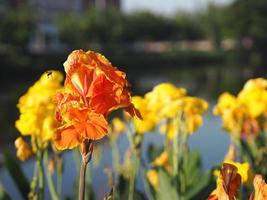 Indischer Schuss der gelben Farbe Blume, Indien-Kurzpflanze, Indien-Trieb, Butsarana, Cannas, Canna-Lilie, Canna Indica, Cannaceae, blühend als Bouque im Gartennaturhintergrund foto