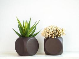 zwei braun bemalte geometrische betonpflanzgefäße mit saftiger pflanze und blume. bemalte Betontöpfe für die Heimdekoration foto
