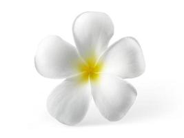 Frangipani-Blume isoliert auf weiß foto