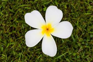 Frangipani-Blume oder Plumeria auf Gras foto