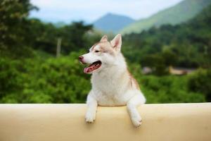 Sibirischer Husky auf Rasenfläche mit Berghintergrund, glücklicher Hund, lächelnder Hund, Hundeporträt foto