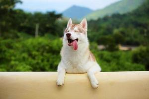 Sibirischer Husky auf Rasenfläche mit Berghintergrund, glücklicher Hund, lächelnder Hund, Hundeporträt foto