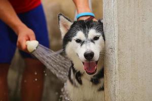 Sibirischer Husky, der vom Eigentümer gebadet wird. Hund waschen. foto