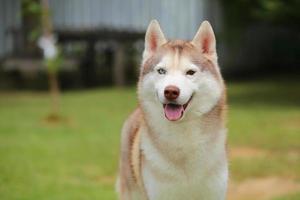 Siberian Husky entfesseltes Porträt im Park. flauschiges Hundegesicht. foto