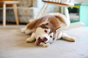 Siberian Husky mit Leckereien im Wohnzimmer genießen. Hund kaut Leckereien und liegt auf dem Boden. foto