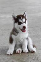 siberian husky welpe kupfer und weiße farben sitzen auf dem boden. flauschiger Welpe. foto