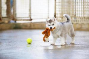 Welpe des sibirischen Huskys, der mit Puppe und Tennisball spielt. Flauschiger Welpe mit Spielzeug im Mund. foto