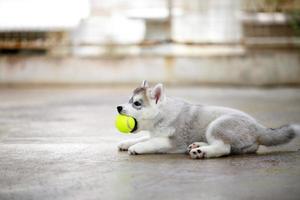 Welpe des sibirischen Huskys, der mit Tennisball spielt. Flauschiger Welpe mit Spielzeug im Mund. foto
