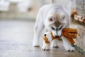 Welpe des sibirischen Huskys, der mit Puppe spielt. Flauschiger Welpe mit Spielzeug im Mund. foto