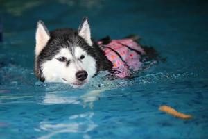 Sibirischer Husky, der schwimmendes Spielzeug spielt und im Pool schwimmt. Hund schwimmen. Hund spielt mit Spielzeug. foto