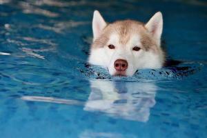 sibirischer husky, der schwimmweste trägt und im pool schwimmt. Hund schwimmen. foto