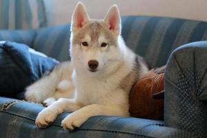 Welpe des sibirischen Huskys, der auf Sofa im Wohnzimmer liegt. Hund auf dem Sofa. foto