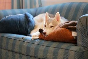 Welpe des sibirischen Huskys, der auf Sofa im Wohnzimmer liegt. Hund mit Puppe auf dem Sofa. foto