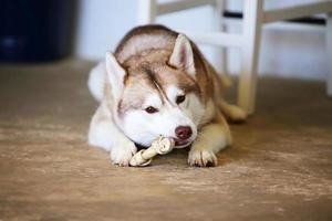 Siberian Husky mit Leckereien im Wohnzimmer genießen. Hund kaut Leckereien und liegt auf dem Boden. foto