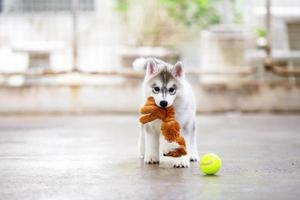 Welpe des sibirischen Huskys, der mit Puppe und Tennisball spielt. Flauschiger Welpe mit Spielzeug im Mund. foto