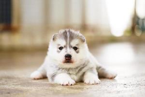 Sibirischer Husky-Welpe, der auf dem Boden liegt. flauschiger Welpe. foto