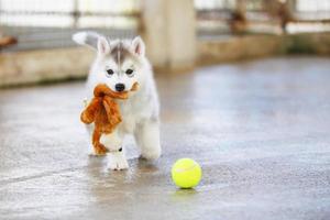 Welpe des sibirischen Huskys, der mit Puppe und Tennisball spielt. Flauschiger Welpe mit Spielzeug im Mund. foto