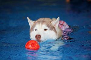 Sibirischer Husky, der schwimmendes Spielzeug spielt und im Pool schwimmt. Hund schwimmen. Hund spielt mit Spielzeug. foto