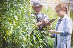 Wissenschaftlerin überprüft und erforscht Cannabispflanzen. konzept der alternativen kräutermedizin von marihuana. foto