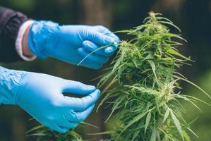 Cannabisforschung, Anbau von Marihuana blühender Cannabispflanze als legales Arzneimittel, Kraut, erntereif