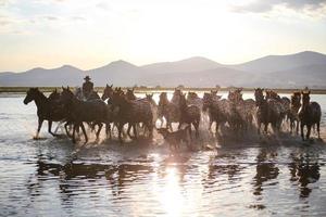 Yilki-Pferde, die im Wasser laufen, Kayseri, Truthahn foto