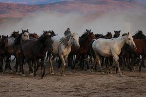 Yilki-Pferde, die auf dem Feld laufen, Kayseri, Truthahn foto