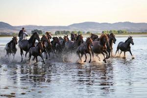 Yilki-Pferde, die im Wasser laufen, Kayseri, Truthahn foto