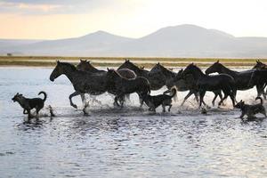 Yilki-Pferde, die im Wasser laufen, Kayseri, Truthahn foto