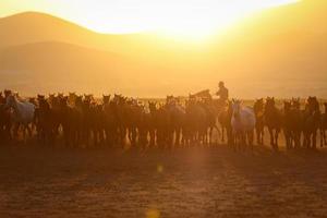 Yilki-Pferde, die auf dem Feld laufen, Kayseri, Truthahn foto