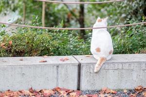 weiße katze im garten. haustier- und internationales katzentageskonzept foto