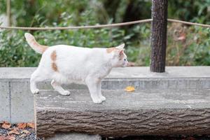 weiße katze im garten. haustier- und internationales katzentageskonzept foto