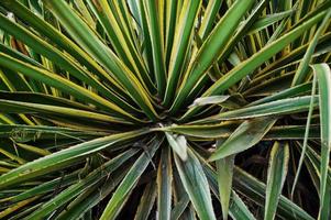 Nahaufnahmefoto der stacheligen grünen und gelben Agave. foto